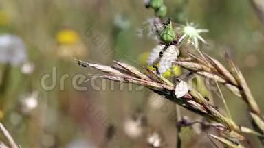 一群蚂蚁把干燥的块茎草Briza Maxima植物储存起来